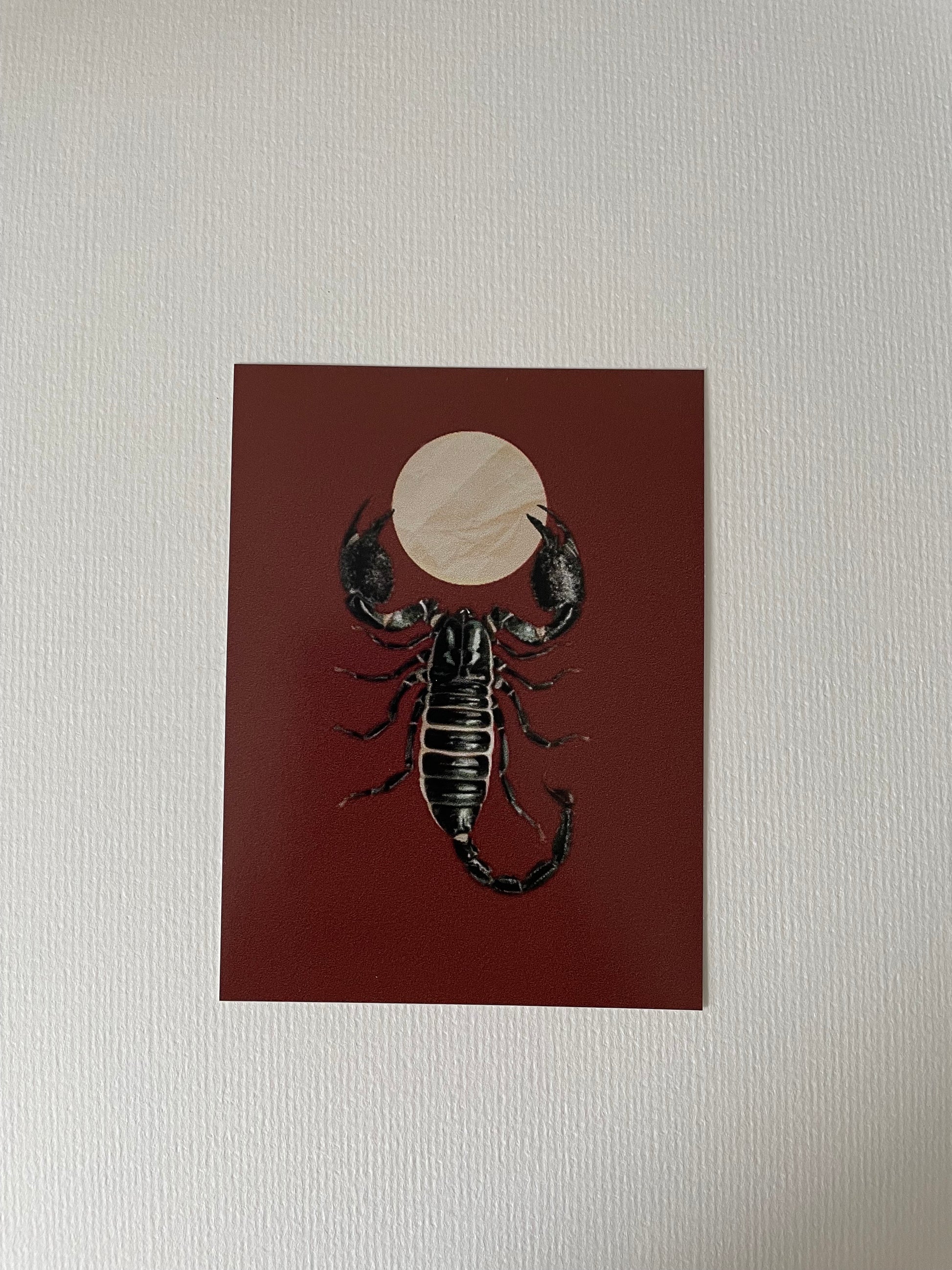 Moon Scorpion Vinyl Sticker